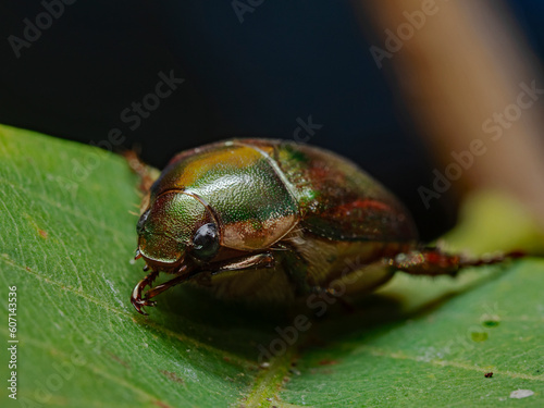 Asian beetle on a green plant leaf