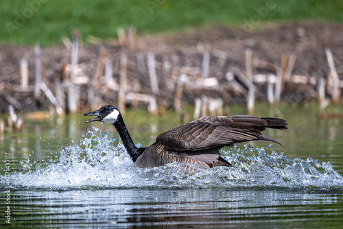 Canada Goose (Branta canadensis) Quarreling on a Pond