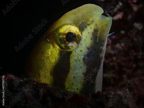 Shorthead Fangblenny, Kurzkopf-Säbelzahnschleimfisch (Petroscirtes breviceps) photo