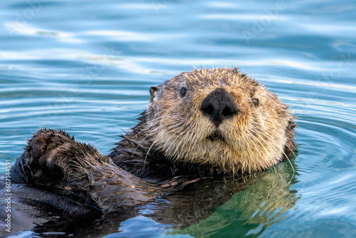 A sea otter in Moss Landing, California.