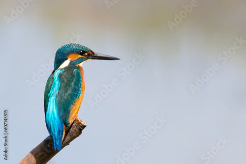Kingfisher © Derek