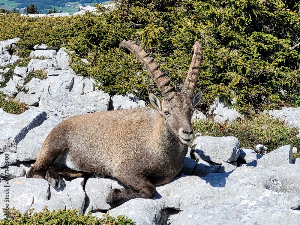 chamois, isard, bouquetin sur rocher au soleil chamois, isard, bouquetin sur rocher au soleil