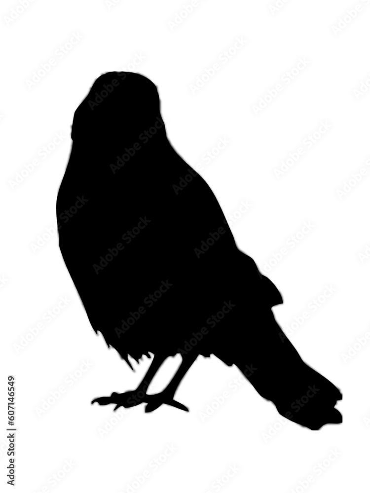 Obraz premium VECTOR cute crow silhouette for logos