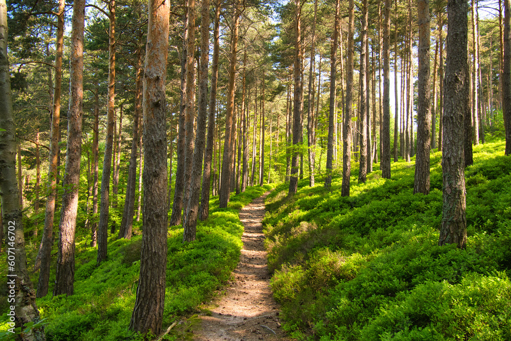 Obraz premium Wald und Landschaft bei Labaroche in den Vogesen