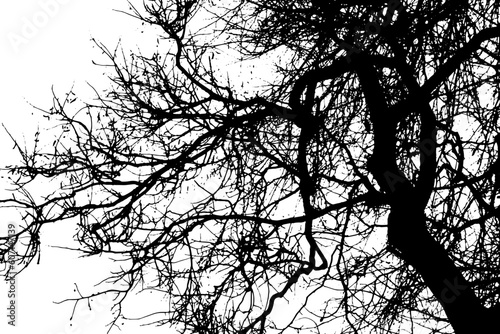 Tree branch silhouette on transparent background
