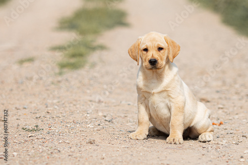 Portrait of beige Labrador retriever puppy playing outdoors in summer