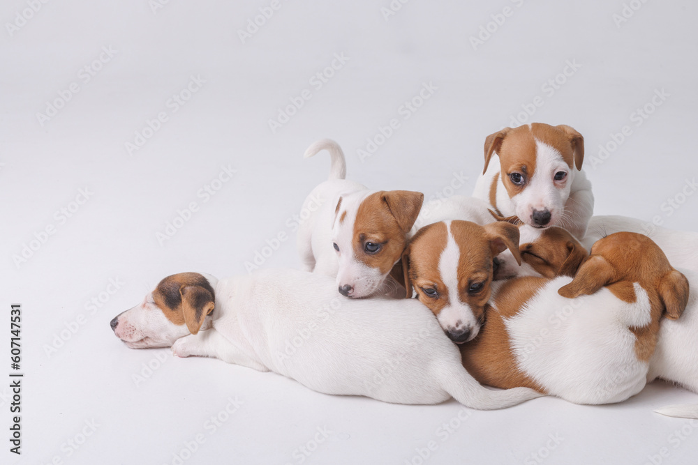jack russell terrier puppies on isolated white background