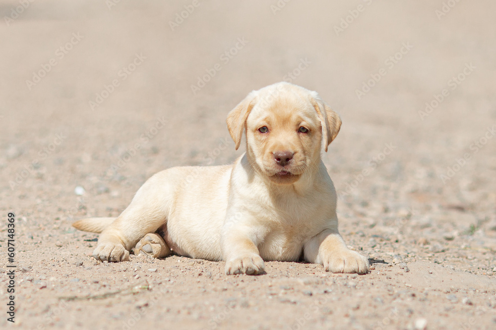 Portrait of beige Labrador retriever puppy playing outdoors in summer Portrait of beige Labrador retriever puppy playing outdoors in summer