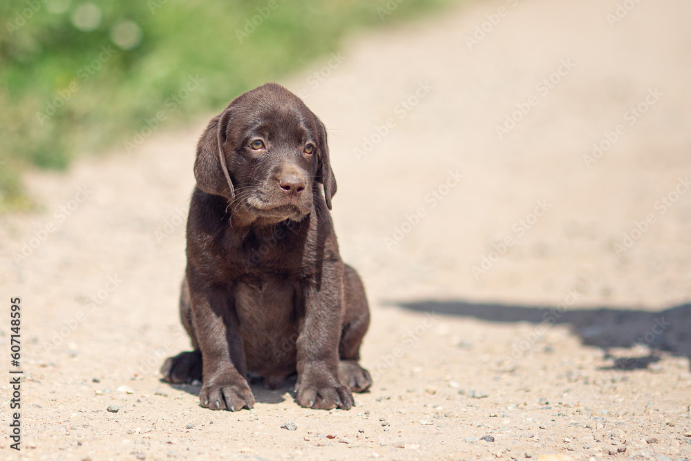 Portrait of brown Labrador retriever puppy playing outdoors in summer Portrait of brown Labrador retriever puppy playing outdoors in summer