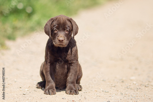 Portrait of brown Labrador retriever puppy playing outdoors in summer