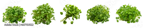 Set of watercress isolated on transparent background	