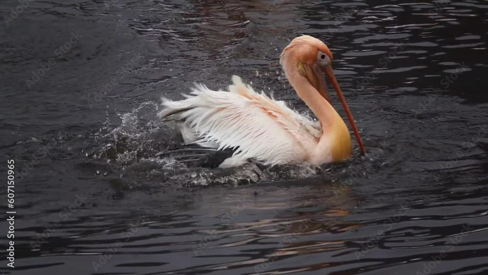 pink pelican swims on the water and flaps its wings. slow motion pink pelican swims on the water and flaps its wings. slow motion