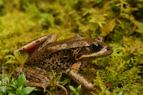 Closup of an endangered adult red-legged frog , Rana aurorae on green moss in Mid Oregon