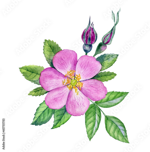 Watercolor rosehip flowers. Botanical illustration with wild pink roses. Rosehip bud, leaves, petals and berries can be use as print, poster, postcard, floral element of design, invitations, textile. © daria