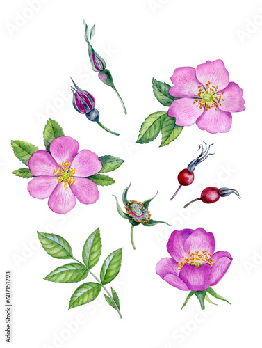 Fototapeta Naklejka Na Ścianę i Meble -  Watercolor rosehip flowers. Botanical illustration with wild pink roses. Rosehip bud, leaves, petals and berries can be use as print, poster, postcard, floral element of design, invitations, textile.