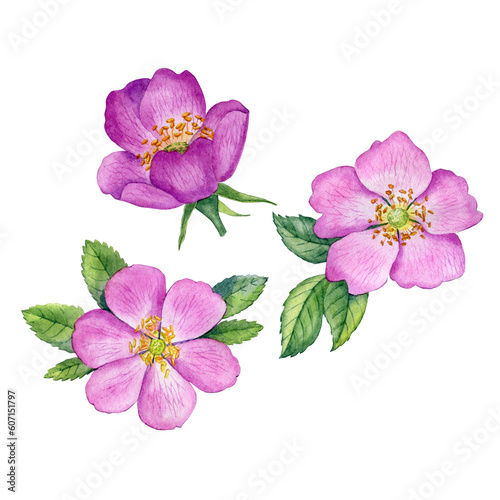 Watercolor rosehip flowers. Botanical illustration with wild pink roses. Rosehip bud, leaves, petals and berries can be use as print, poster, postcard, floral element of design, invitations, textile.