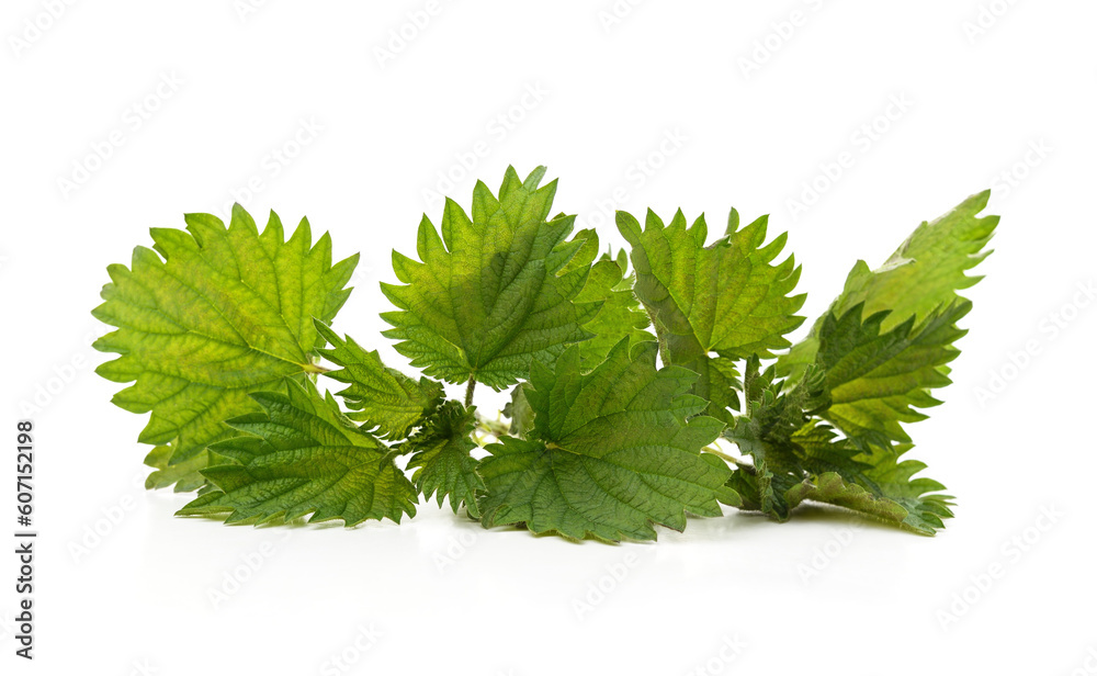 Leaves green nettle. Leaves green nettle.