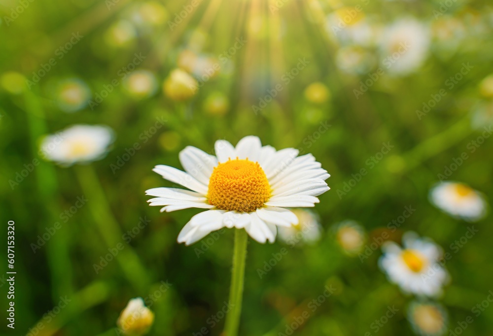 Fototapeta premium Sunlit Blooming Daisy in a Field