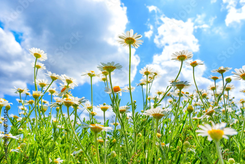Blossoming Daisies Against Blue Sky with White Clouds