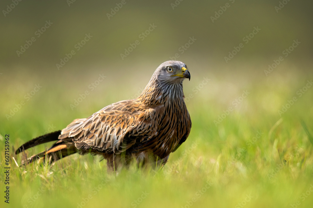 Red kite bird in the grass ( Milvus milvus ) Red kite bird in the grass ( Milvus milvus )