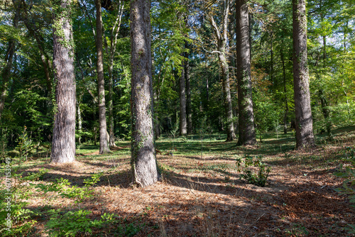 Tree trunks with lights and shadows from the gardens of San Ildefonso Farm in autumn