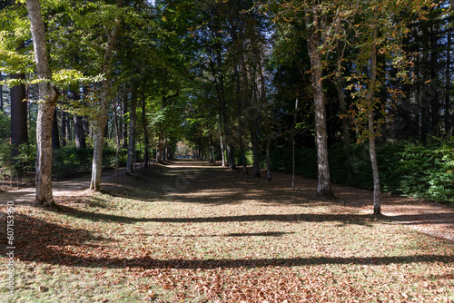 Path with sun and shadows of trees with earthen ground and leaves in autumn. La Granja de San Ildefonso