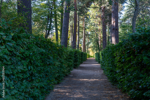 Shaded dirt road between bushes and trees. La Granja de San Ildefonso