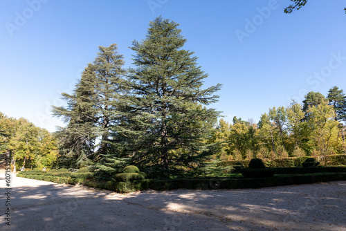 Crossroads with two large pine trees in the center of the picture in the gardens of La Granja de San Ildefonso