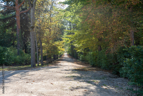Sunny dirt road between bushes and trees. La Granja de San Ildefonso