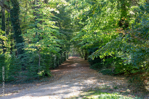 Shaded dirt path between bushes and covered by trees in autumn. La Granja de San Ildefonso