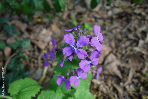 Close up on the purple petals of the Annual honesty (Lunaria annua) with dark brown foliage in the background in a spring scenery