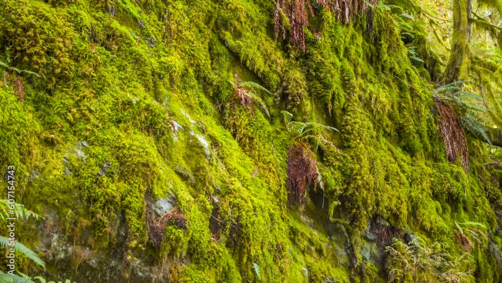 Pine Trees Fairy Forest. Untouched spruce. Trees pattern. Elf land. Pine Trees Fairy Forest. Untouched spruce. Trees pattern. Elf land.