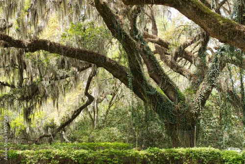 Live oaks draped in Spanish moss in the low country of South Carolina, USA.