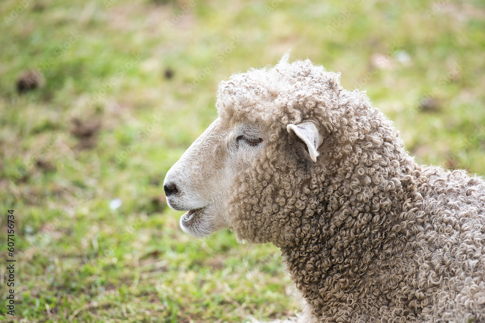 A close up of a sheep in a pasture.