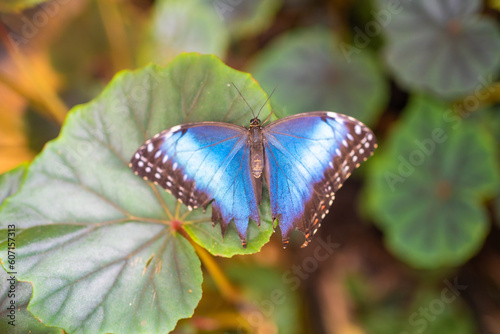 Close up of beautiful brown and blue tropical butterfly in Botanic Garden, Prague, Europe
