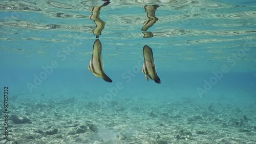Two baby Bat fish swim underwater on shallow water, Slow motion. Pair of juvenile Batfish (Platax orbicularis) swims under surface of blue water reflecting off it, in shallow water on sunny day  photo