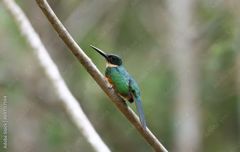 Fototapeta premium Rufous-tailed jacamar