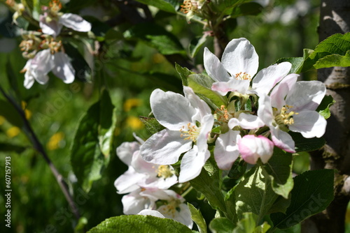 Apfelblüten in Südtirol 