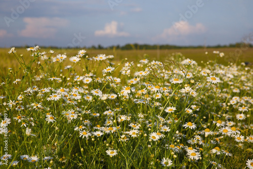 Chamomile flowers in the meadow summer on a sunny day