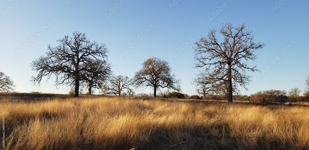 Fototapeta premium Yellow grasses and leafless trees with blue sky 