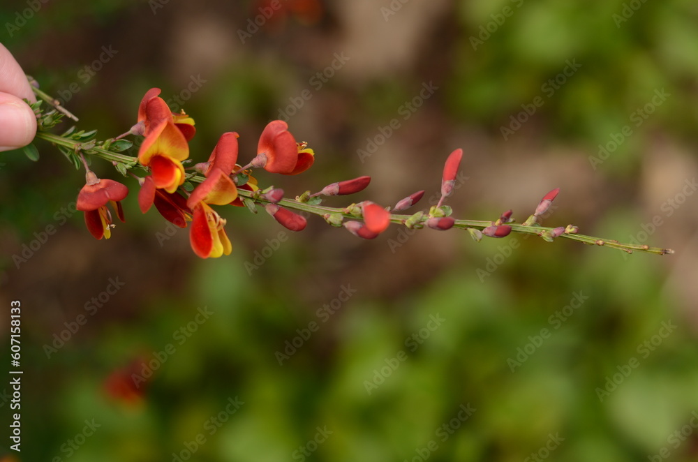 red and yellow flowers closeup with greenery in the background in a park in the spring red and yellow flowers closeup with greenery in the background in a park in the spring