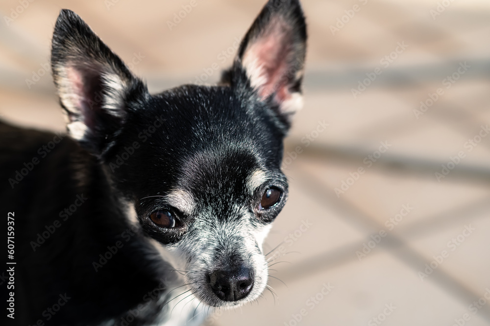 Cute black and white mexican chihuahua dog isolated with sad melancholy look. Copy space