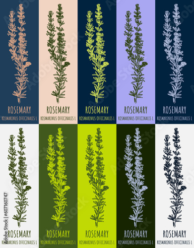 Set of drawing of ROSMARINUS OFFICINALIS in various colors. Hand drawn illustration. Latin name Salvia rosmarinus.