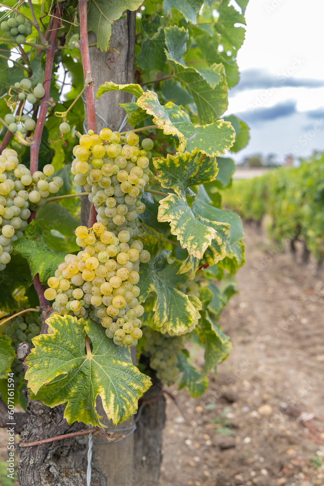 Typical vineyards near Chateau d Yquem, Sauternes, Bordeaux, Aquitaine, France Typical vineyards near Chateau d Yquem, Sauternes, Bordeaux, Aquitaine, France
