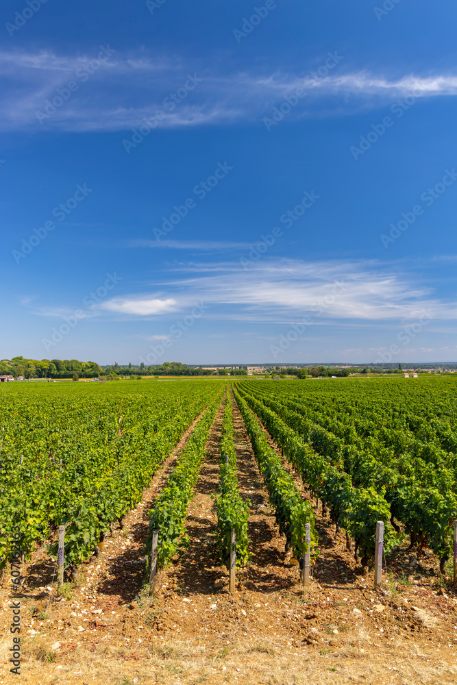 Typical vineyards near Clos de Vougeot, Cote de Nuits, Burgundy, France