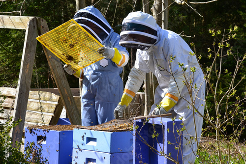 Two female beekeepers working in their apiary