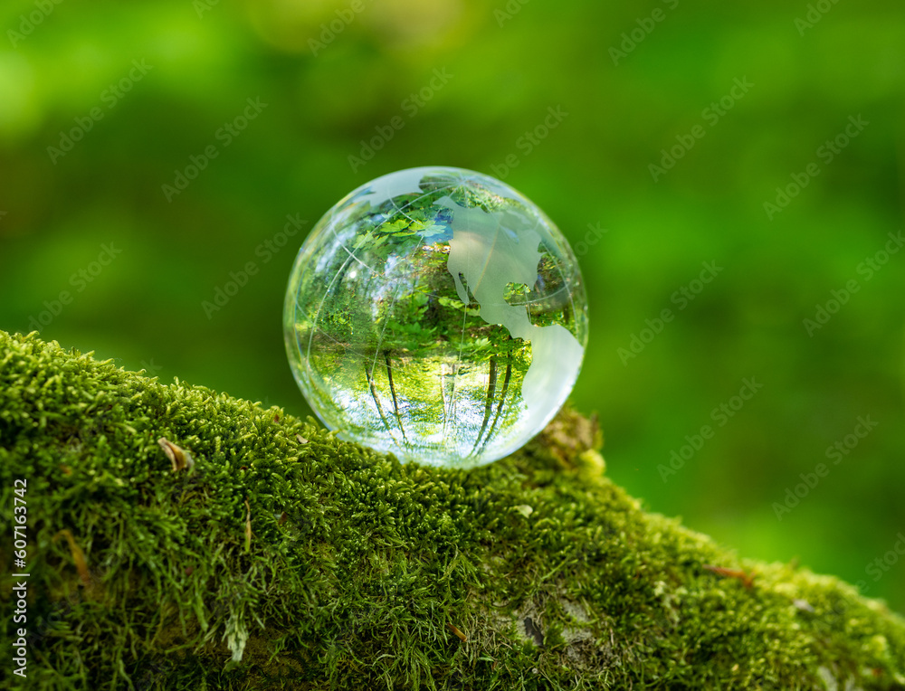 glass earth globe in the forest glass earth globe in the forest