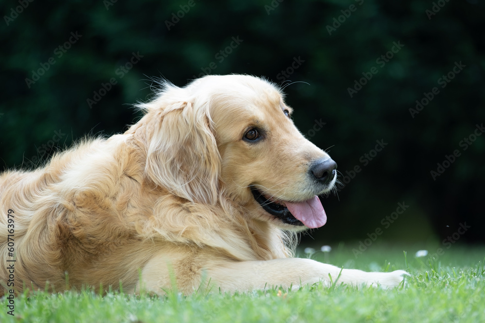 Obraz premium Portrait of Golden Retriever lying on the grass in the garden. 