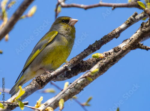 European greenfinch between spring branches on blue