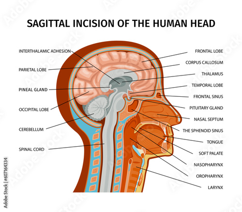 Human Head Anatomy Composition